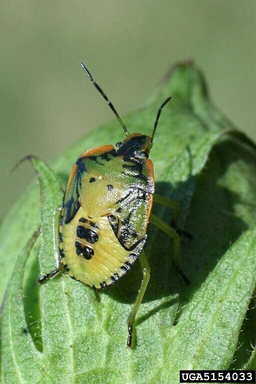 Image of Green stink bug