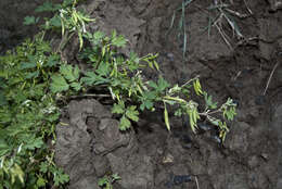 Corydalis capnoides (L.) Pers. resmi