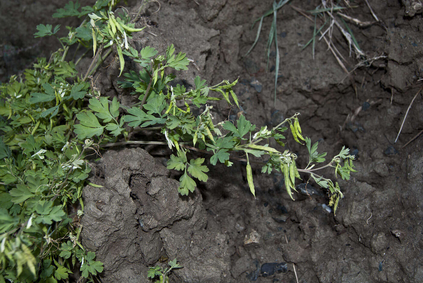 Corydalis capnoides (L.) Pers. resmi