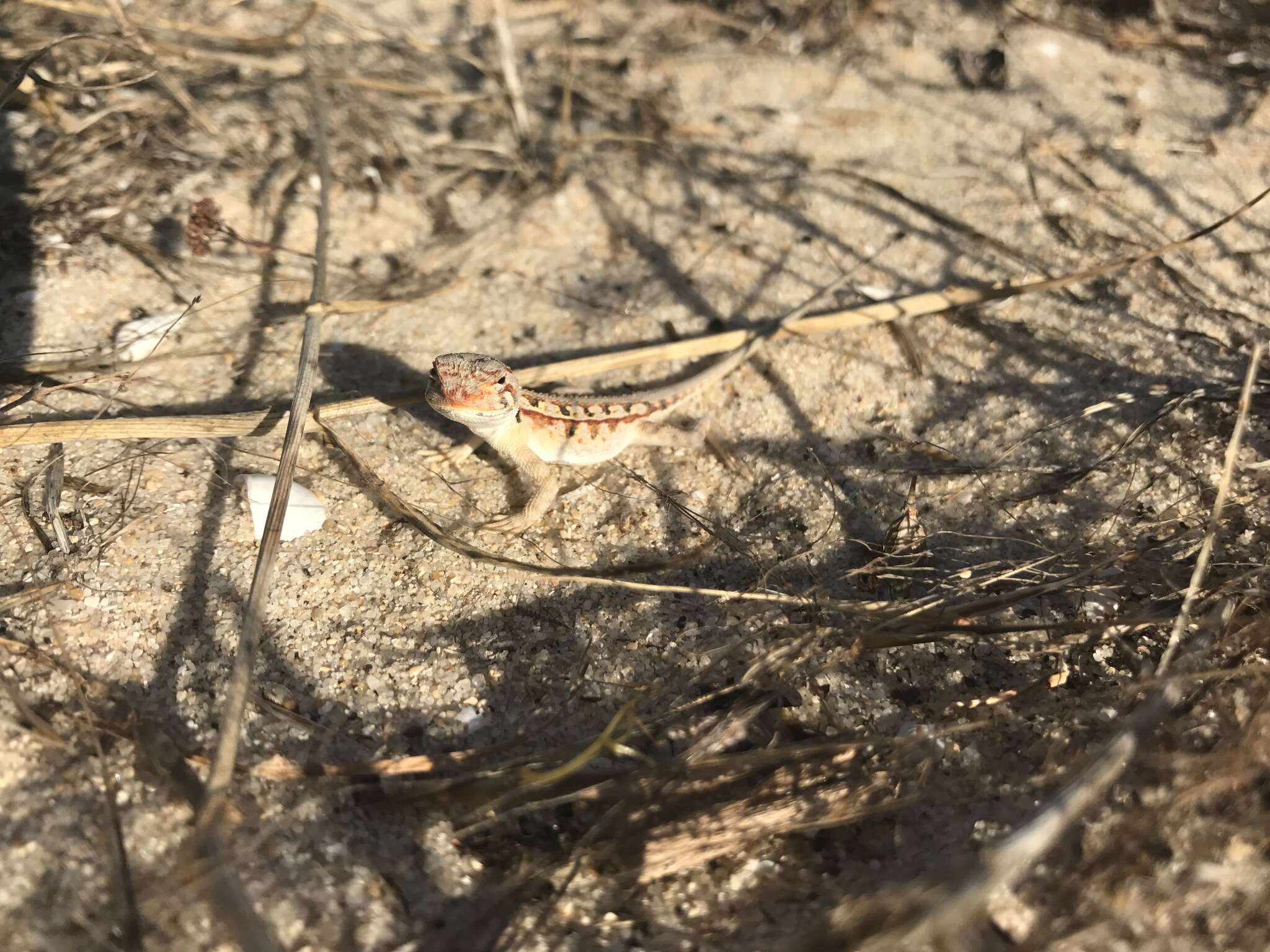 Слика од Ctenophorus adelaidensis (Gray 1841)