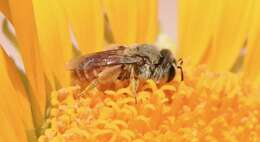 Image of Andrena balsamorhizae La Berge 1967