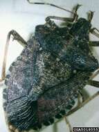 Image of Brown marmorated stink bug