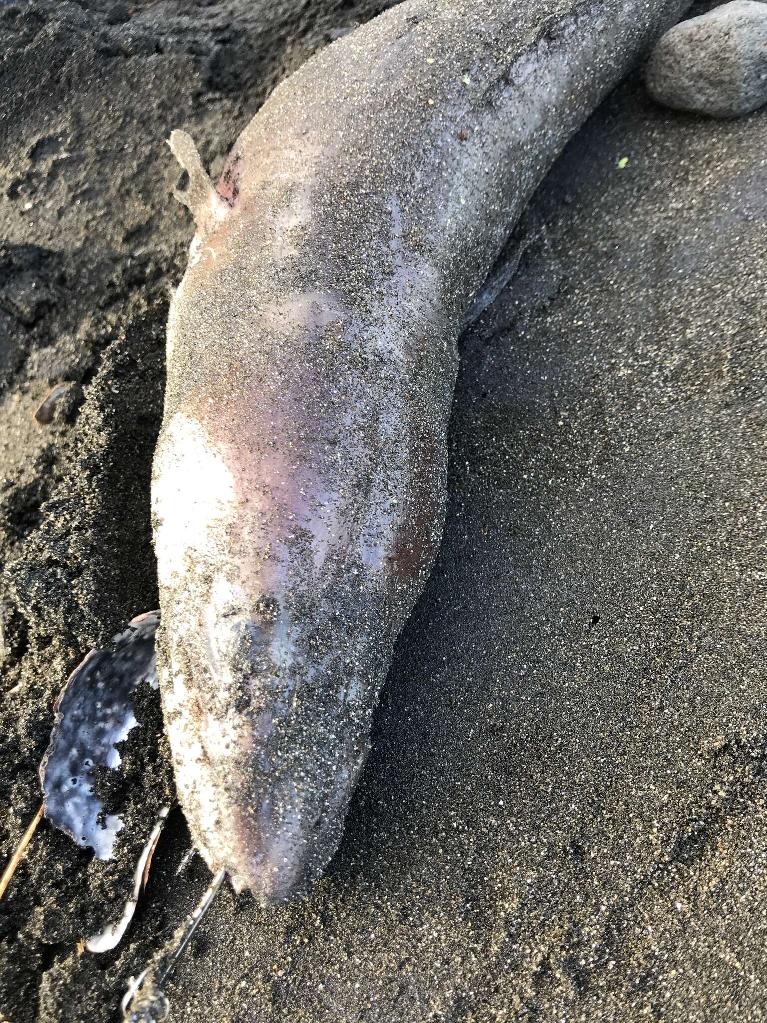 Image of Common conger-eel