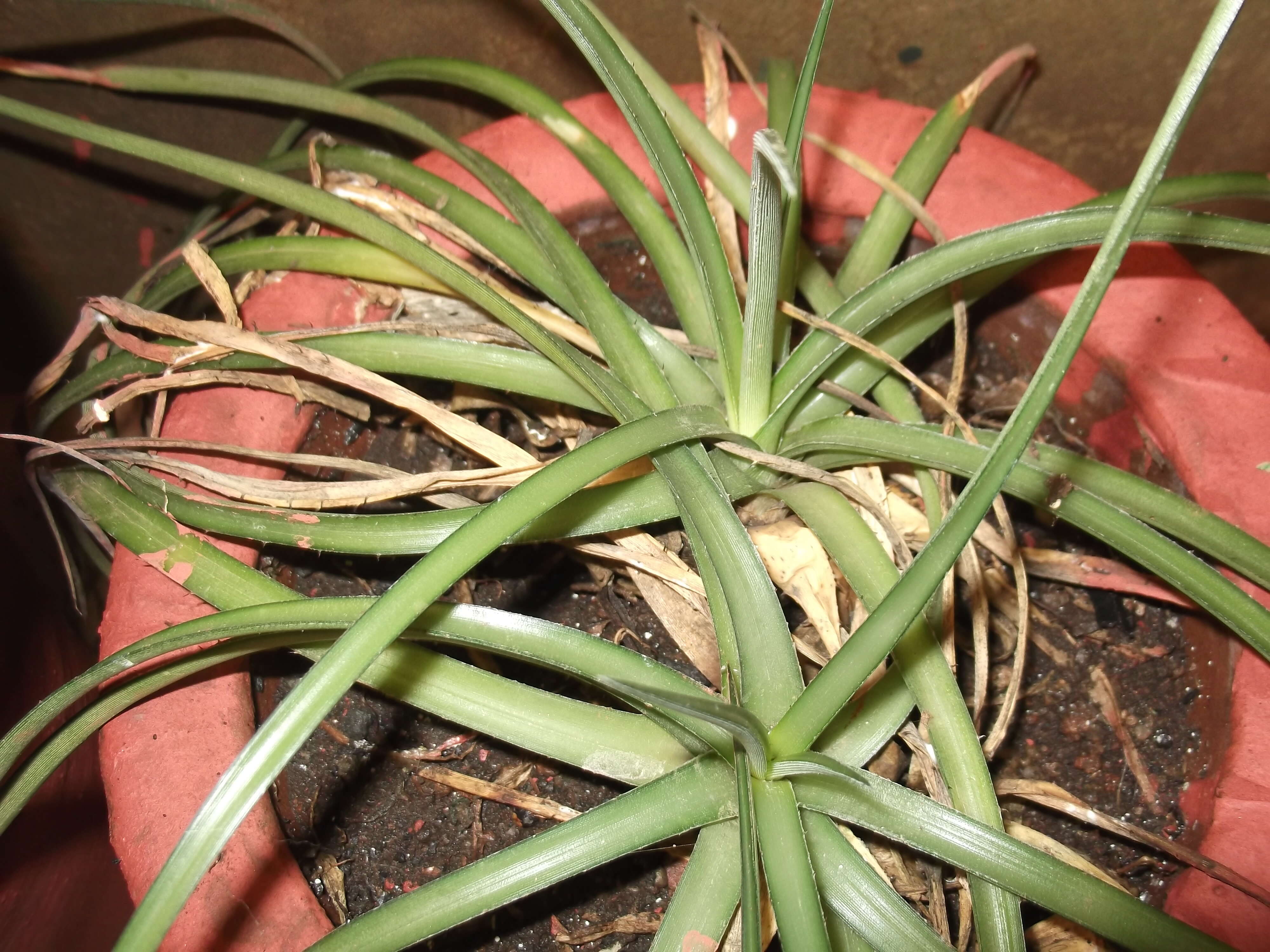 Image of Dyckia rariflora Schult. & Schult. fil.