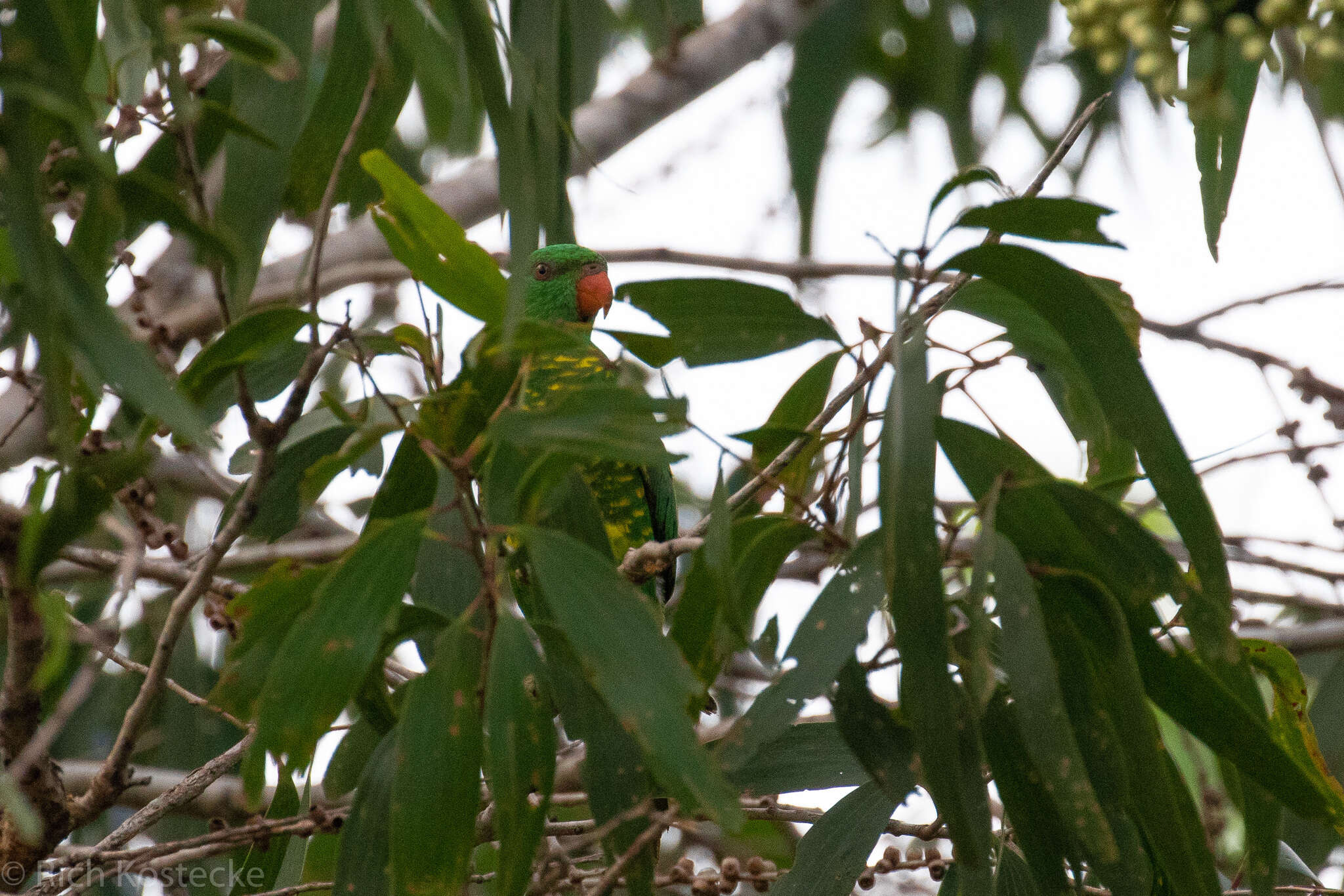 Image of Scaly-breasted Lorikeet