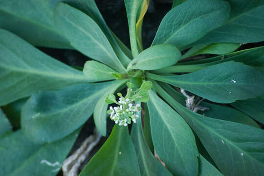 Image of <i>Lepidium bidentatum</i> var. <i>o-waihiense</i> (Cham. & Schltdl.) Fosberg