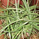 Image of Dyckia rariflora Schult. & Schult. fil.