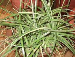 Image of Dyckia rariflora Schult. & Schult. fil.