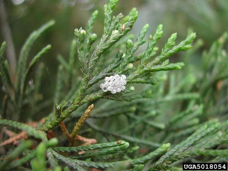 Image of Green stink bug