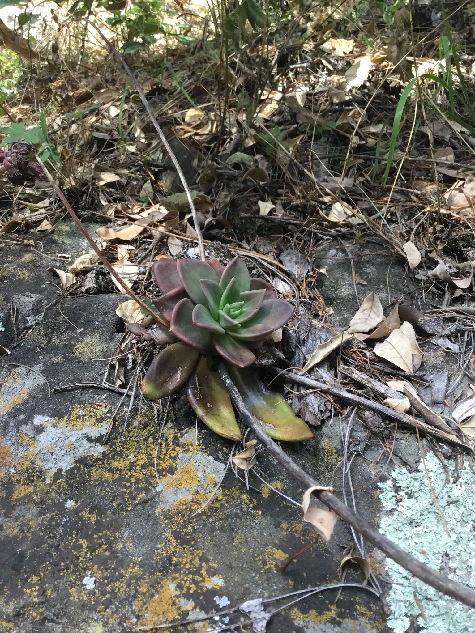 Image of Echeveria affinis Walther