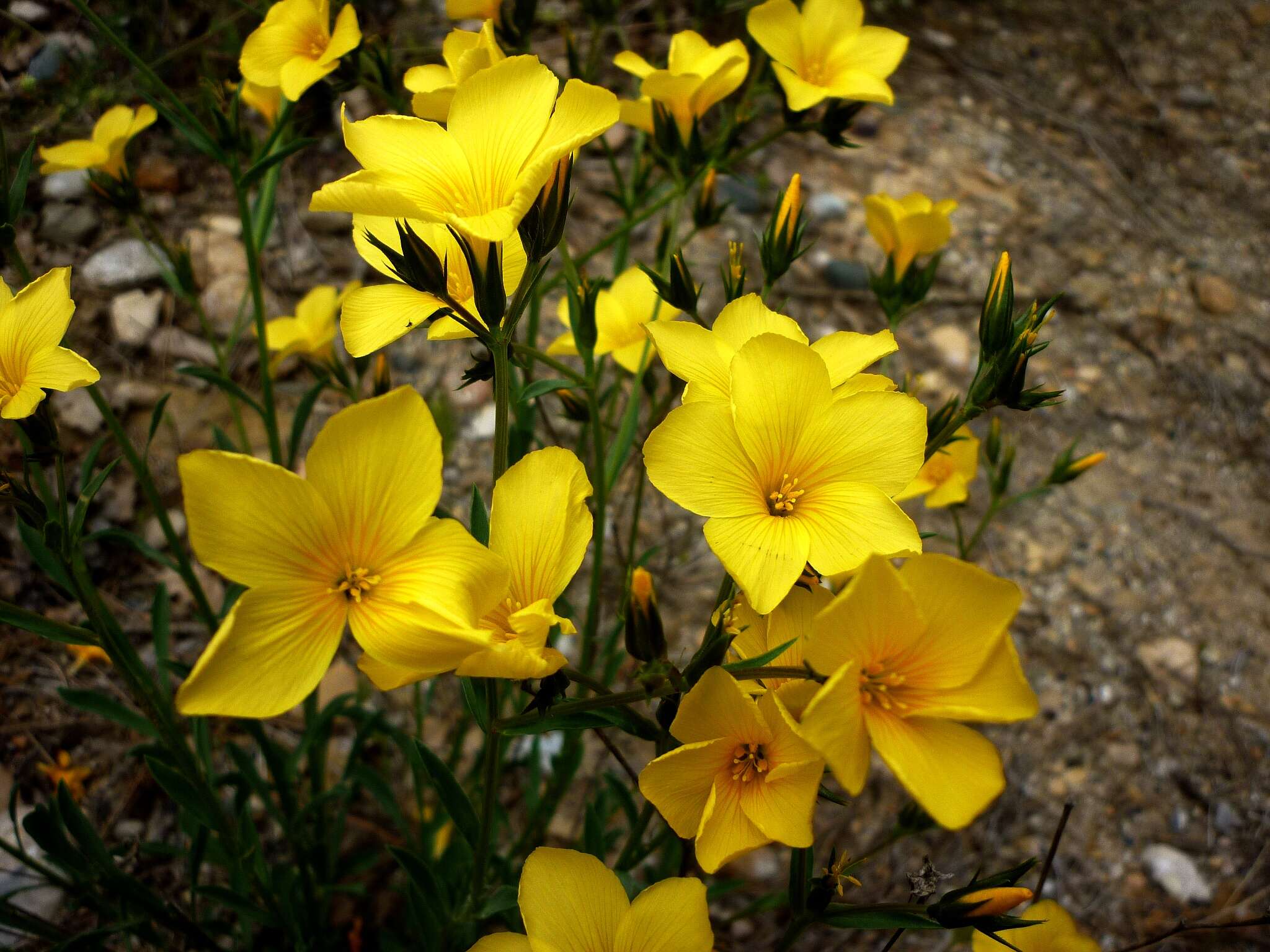 Imagem de Linum campanulatum L.