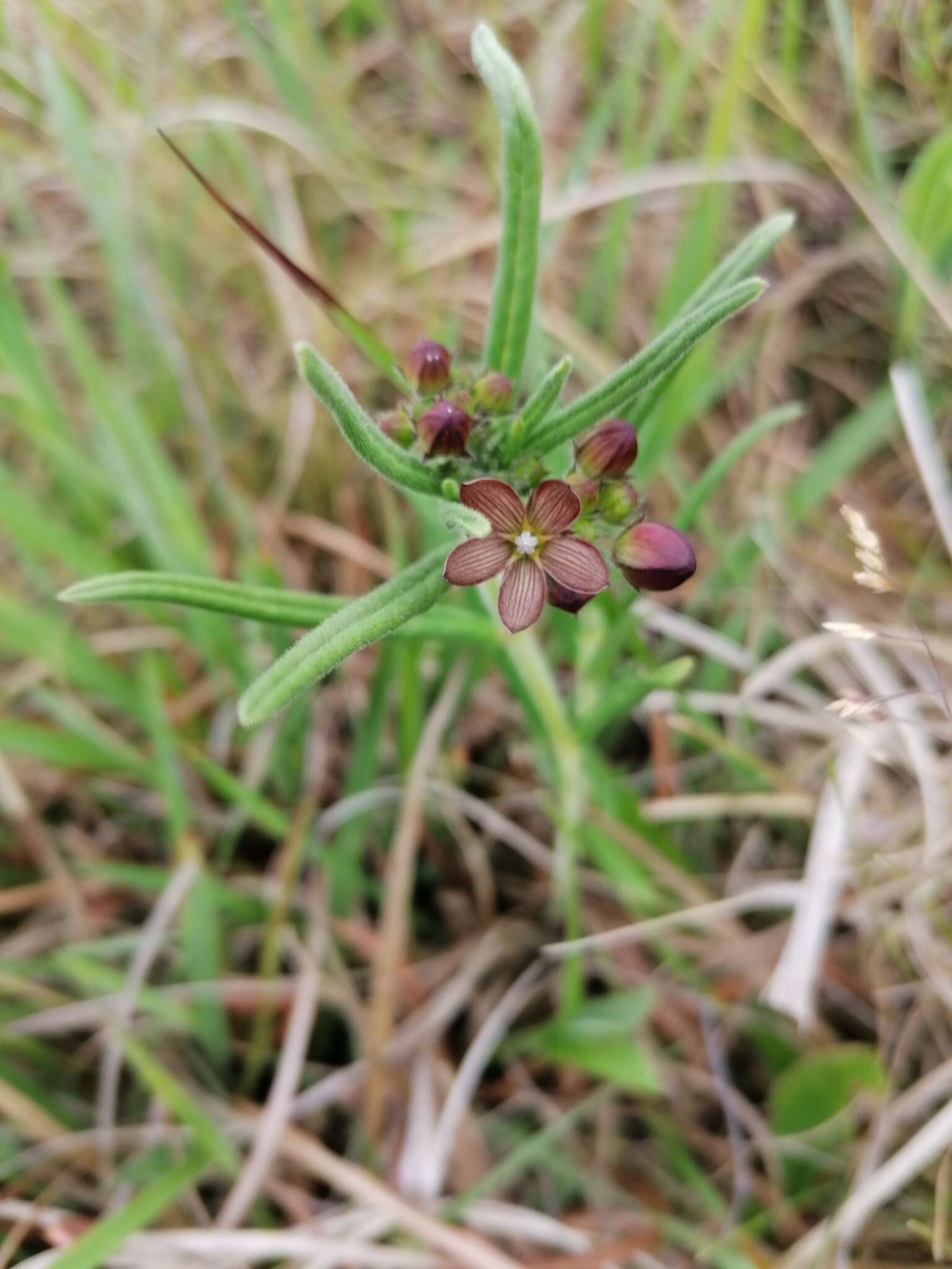 Schizoglossum stenoglossum Schltr.的圖片