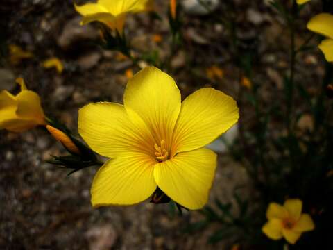 Imagem de Linum campanulatum L.