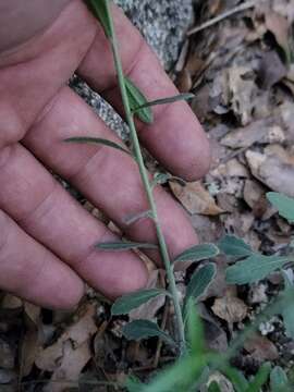 صورة Pennellia micrantha (A. Gray) Nieuwl.