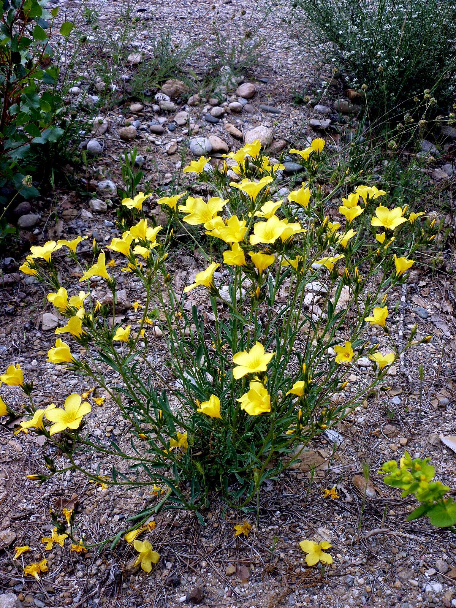 Imagem de Linum campanulatum L.