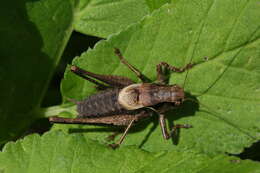 Image of dark bush-cricket