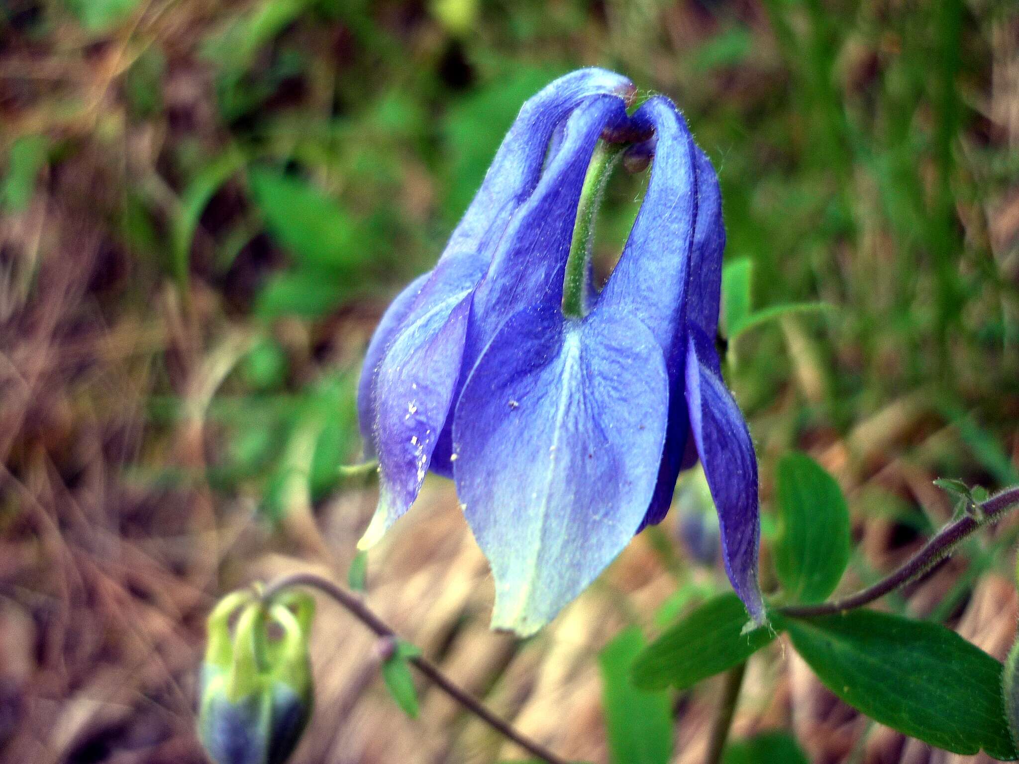 Plancia ëd Aquilegia vulgaris L.