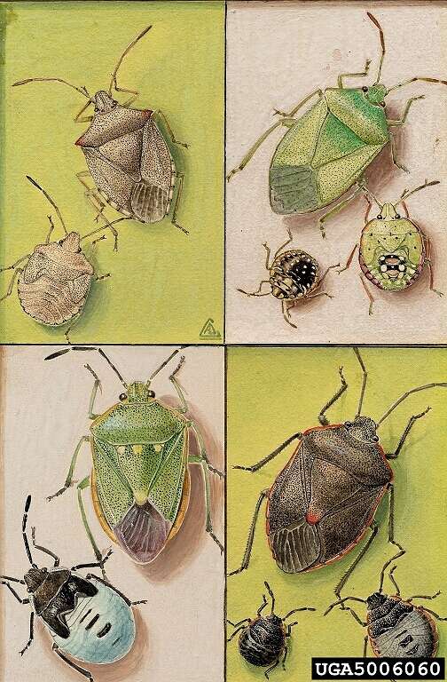 Image of stink bugs