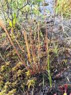 Image de Drosera filiformis Raf.