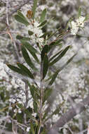 Imagem de Hakea laevipes subsp. graniticola Haegi