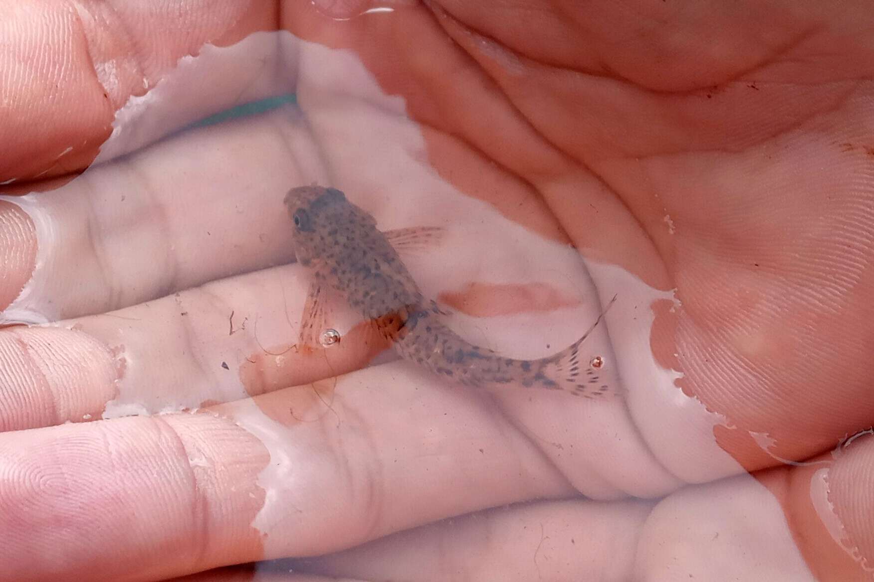 Imagem de Corydoras flaveolus Ihering 1911