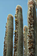Image of Cotton Ball Cactus