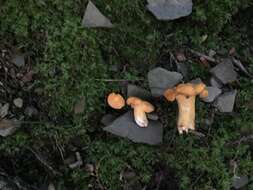 Image of Cantharellus lateritius (Berk.) Singer 1951