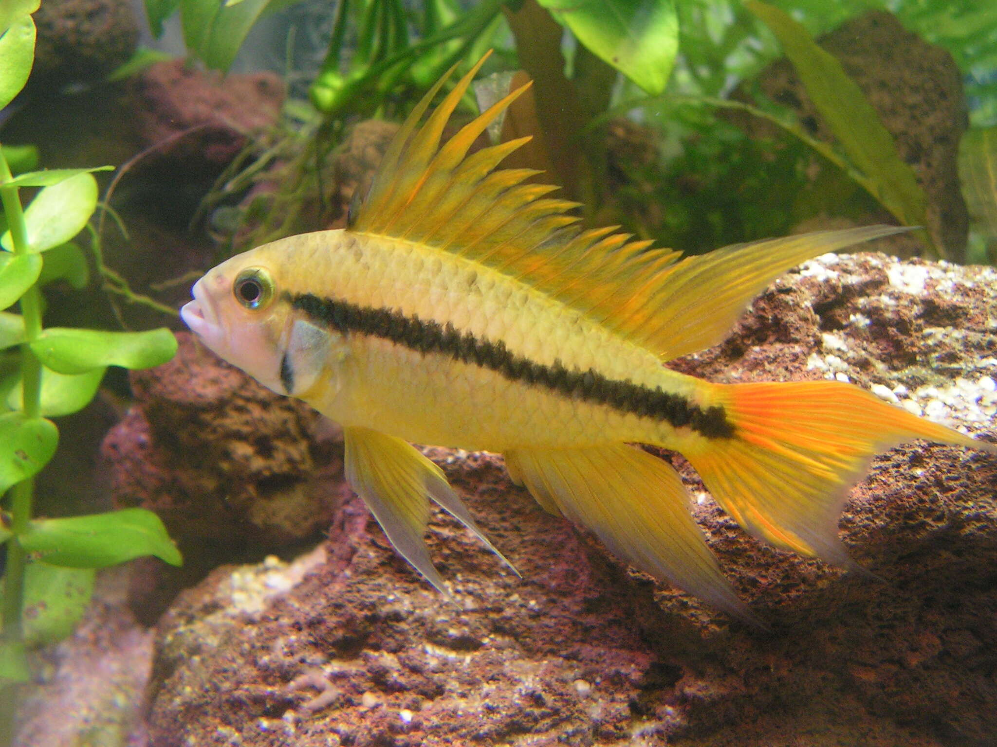 Image of Cockatoo Dwarf Cichlid