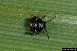 Image of Southern green stink bug