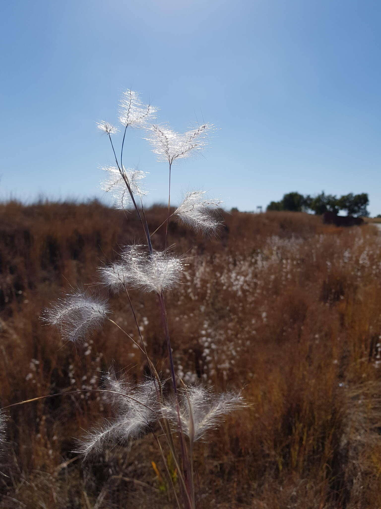 Sivun Andropogon eucomus Nees kuva