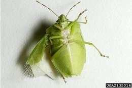 Image of Southern green stink bug