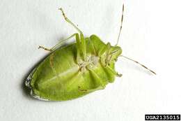 Image of Southern green stink bug