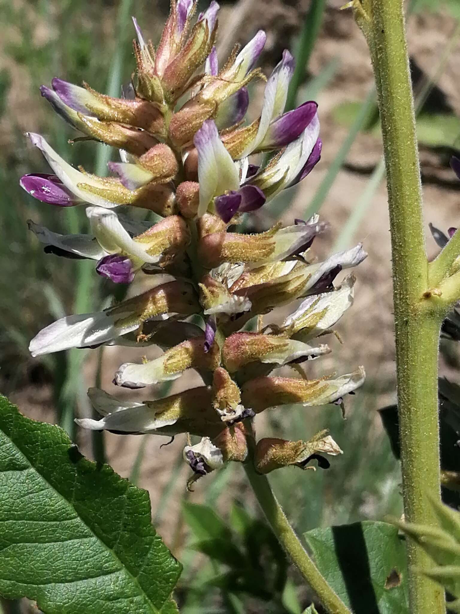 Imagem de Glycyrrhiza uralensis Fisch.