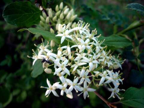 Image of bloodtwig dogwood