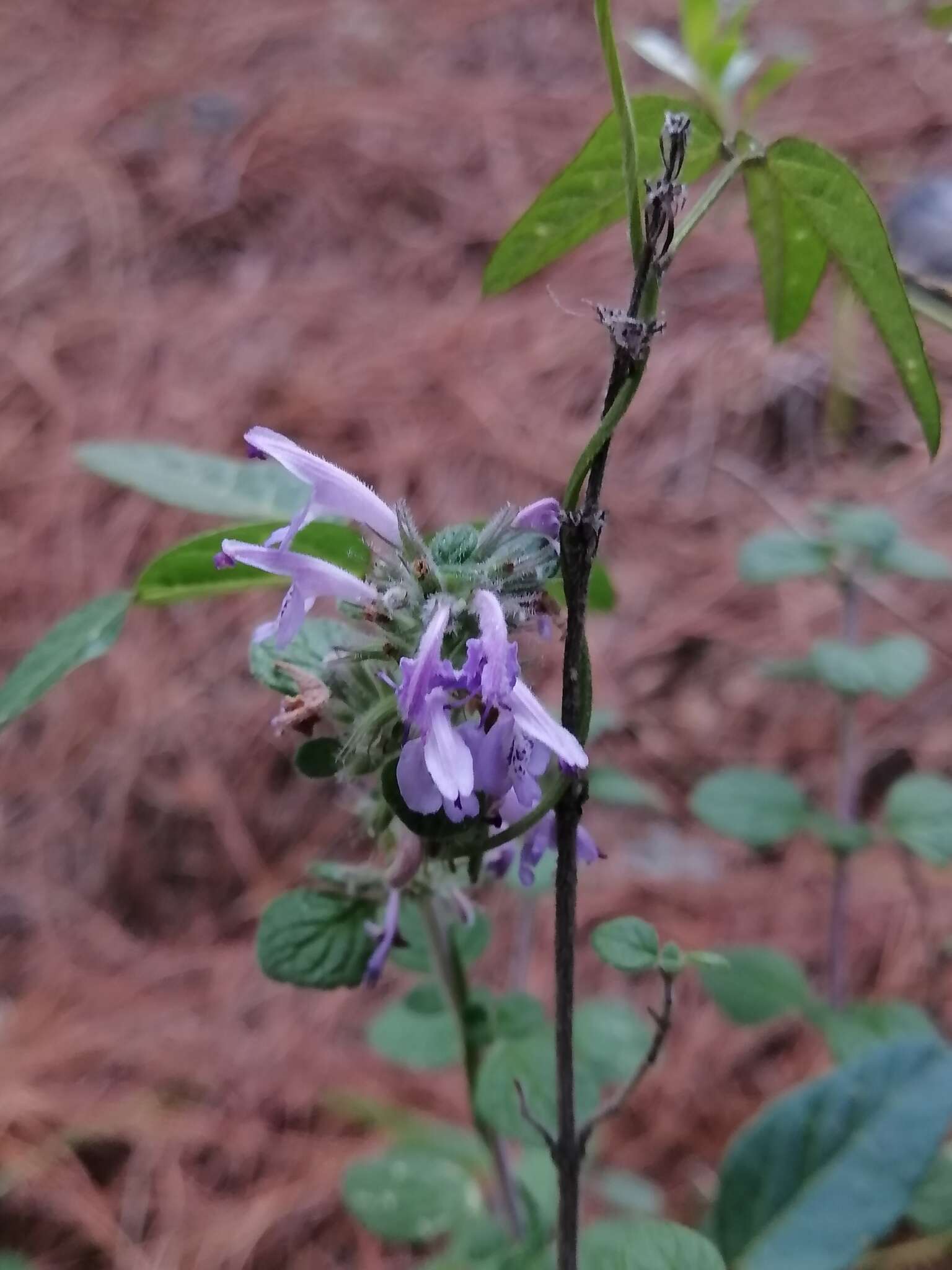 Image of Hedeoma palmeri Hemsl.