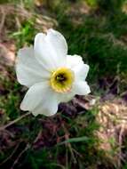 Image of Pheasant's-eye narcissus