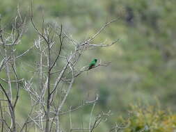 Image of Green-tailed Trainbearer