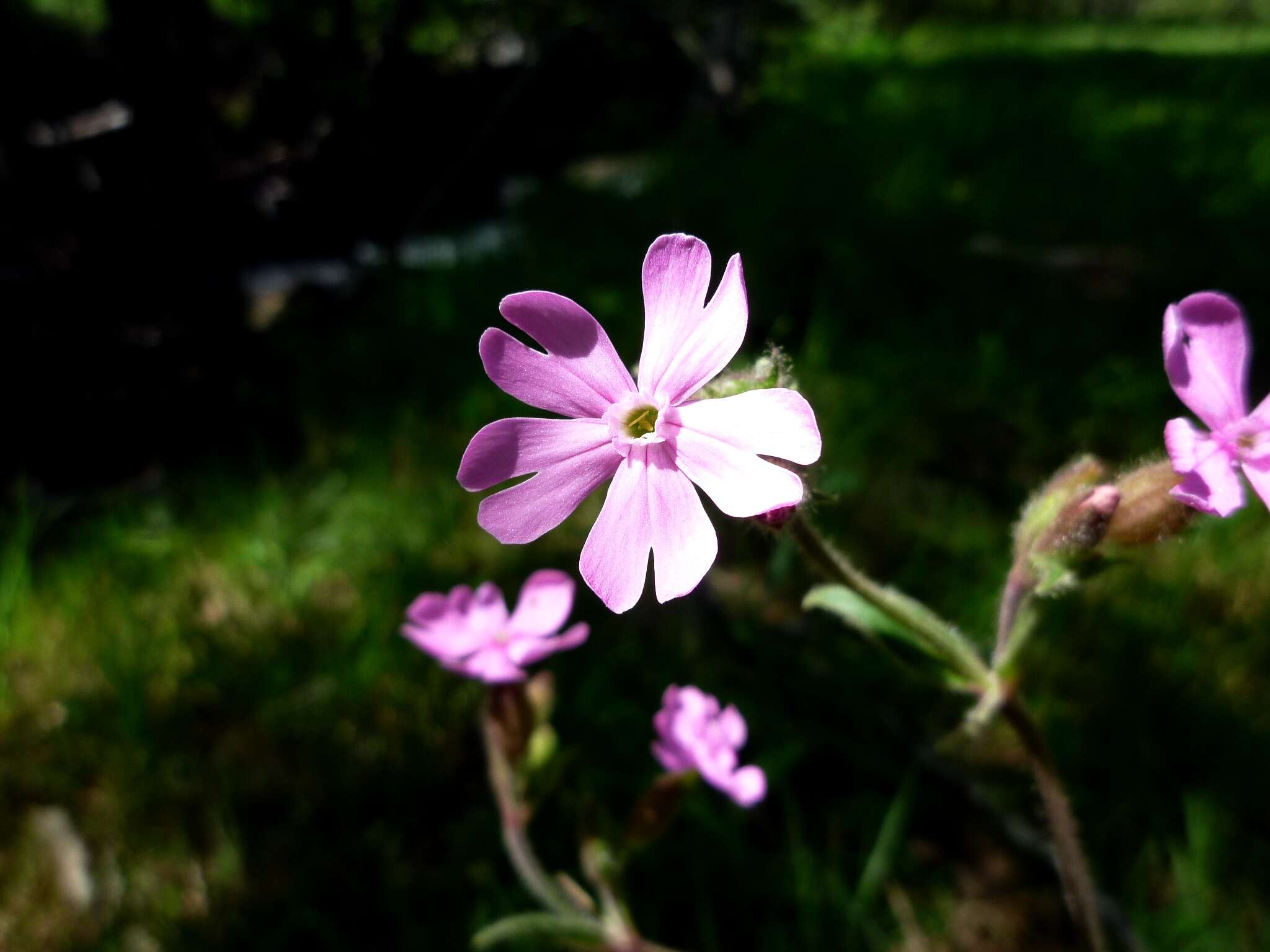 Image of red catchfly