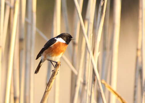 Image of African Stonechat