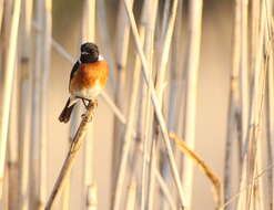 Image of African Stonechat