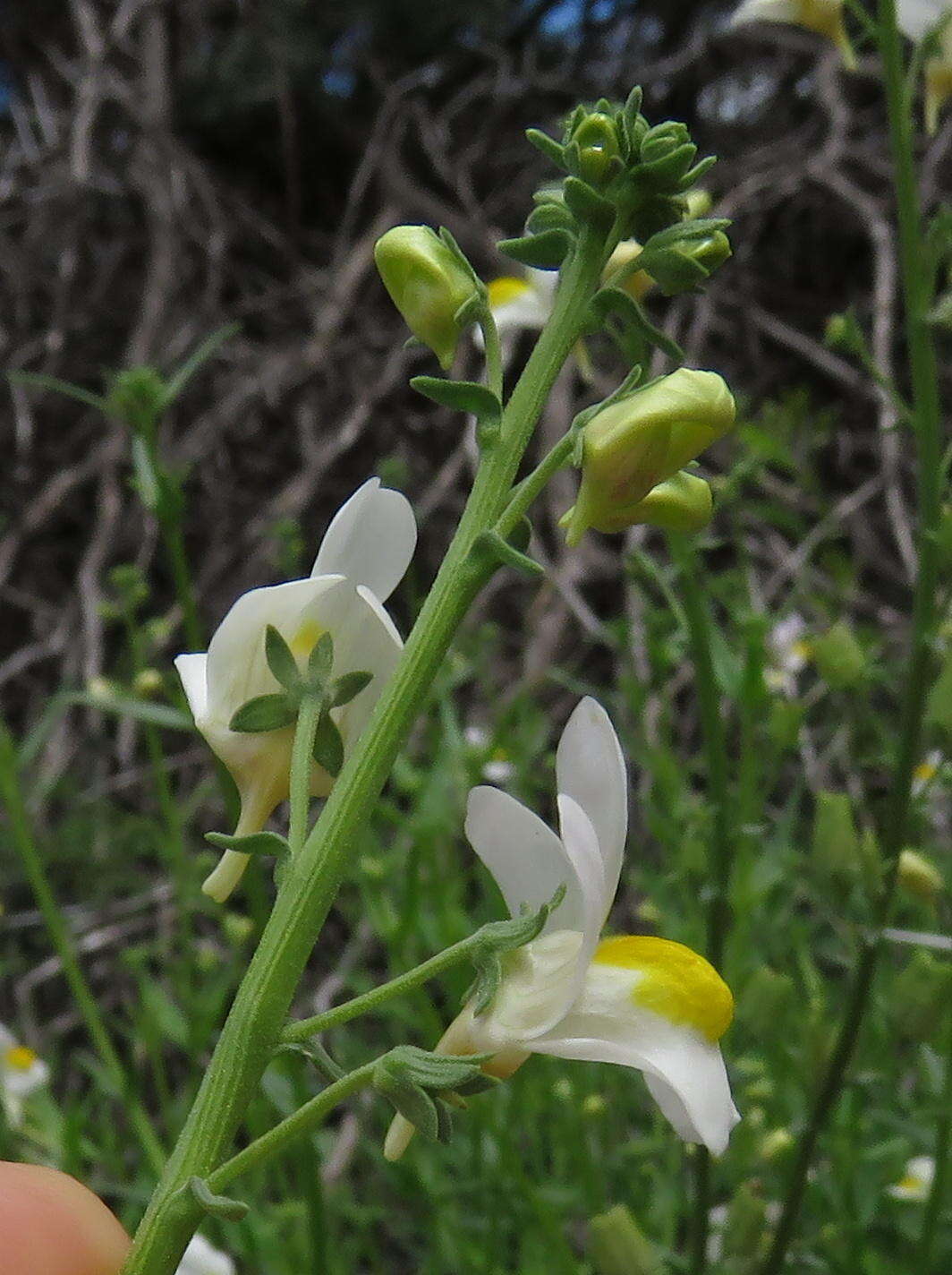 صورة Nemesia fruticans (Thunb.) Benth.