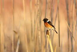 Image of African Stonechat