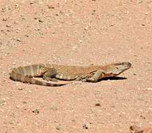 Image of Varanus albigularis angolensis Schmidt 1933