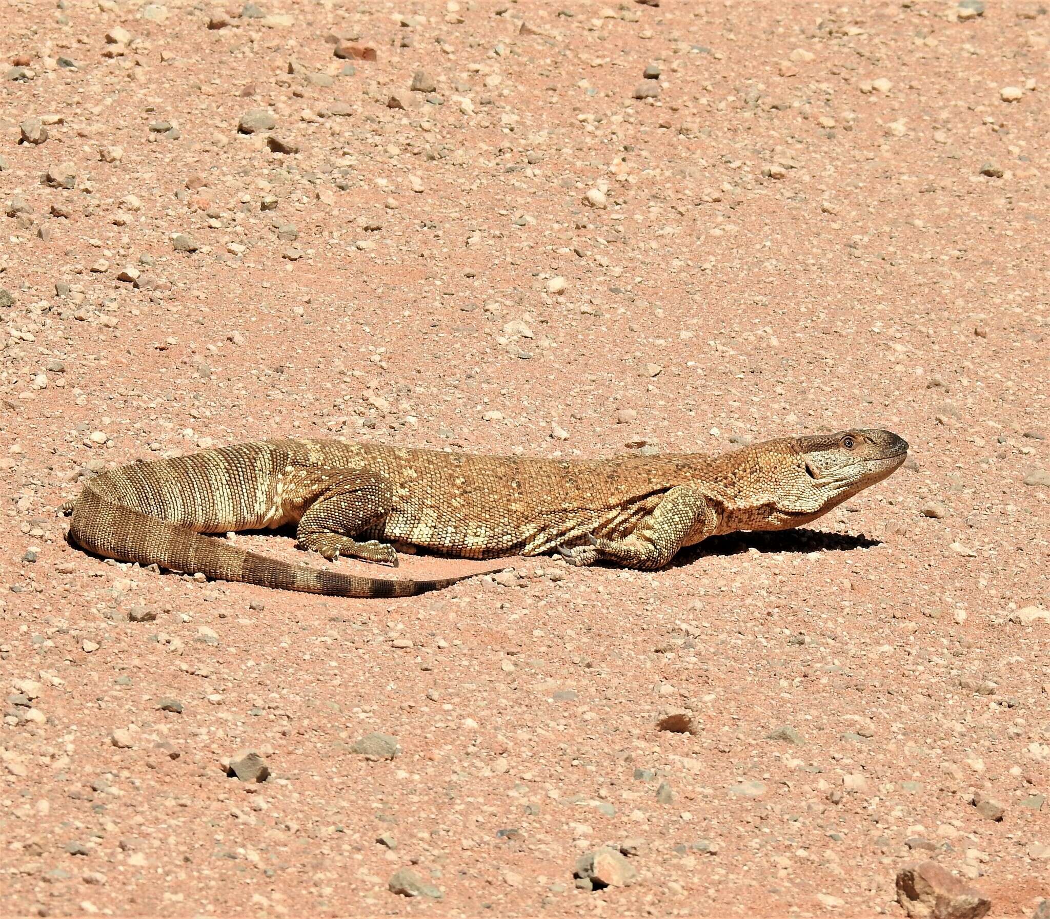 Image of Varanus albigularis angolensis Schmidt 1933