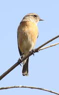 Image of African Stonechat