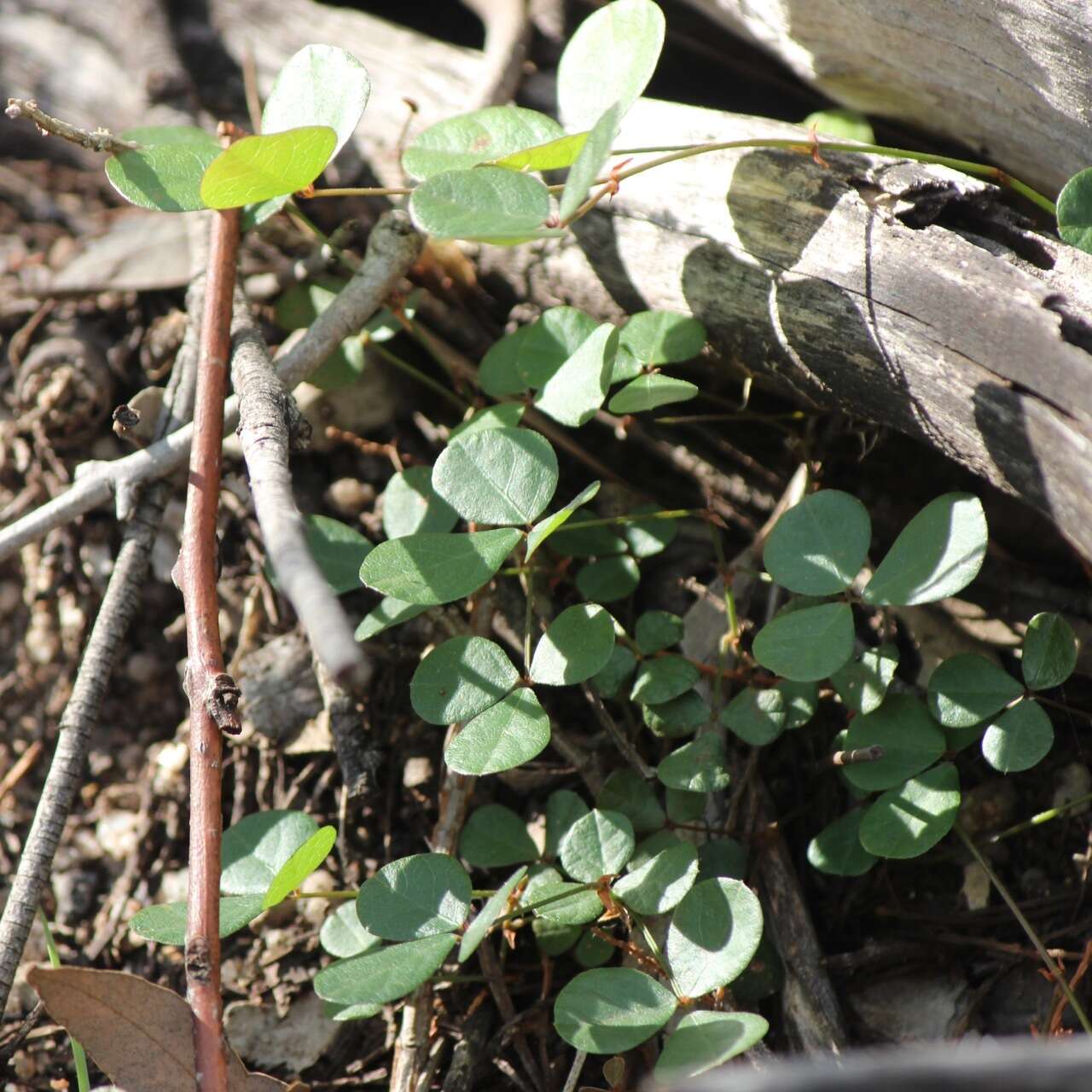 Image de Pullenia gunnii