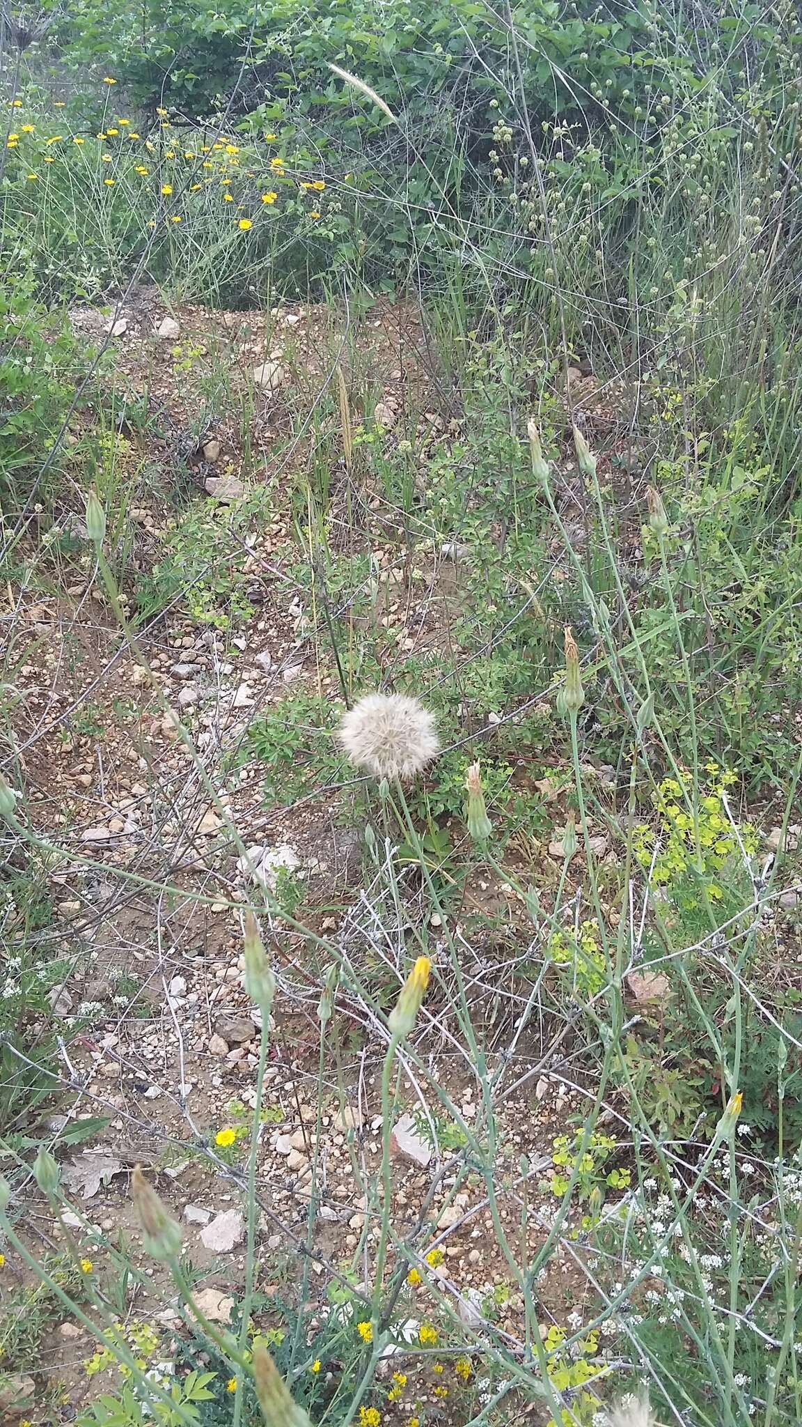 Image of Tragopogon dasyrhynchus Artemczuk