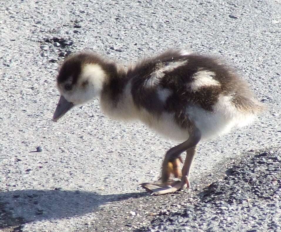 Image of Egyptian Goose