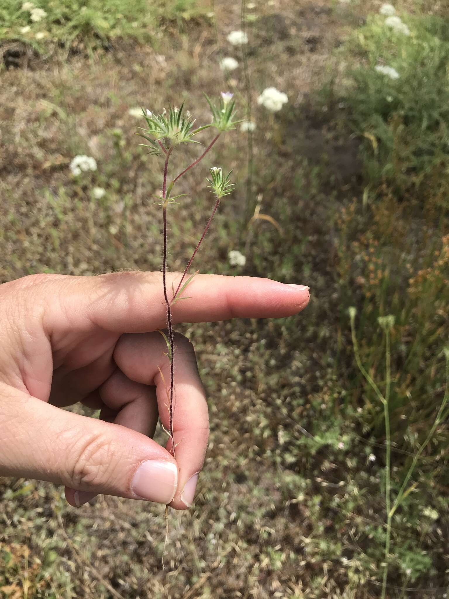 Image of Baja Pincushion-Plant