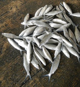 Image of Milkfish